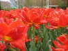 Flowers of NEU